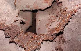 Rayap Menyerang Bangunan