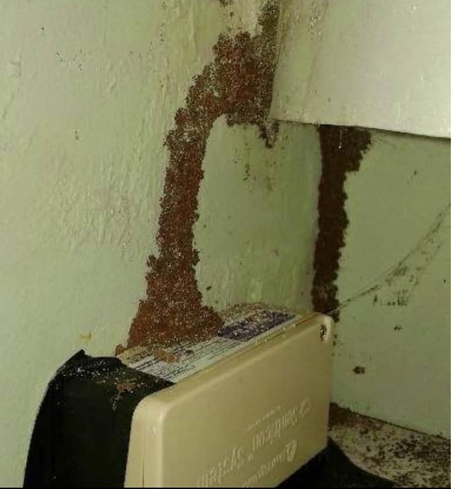 Permasangan Umpan Anti Rayap