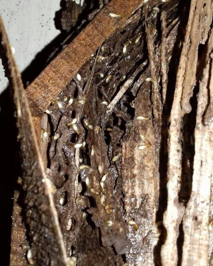 Jasa Anti Rayap di Jakarta Selatan