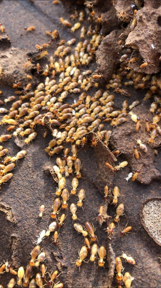 Jasa Anti Rayap, Jasa Suntik Rayap, Pembasmi Rayap, Jasa Pembasmi Rayap Jakarta