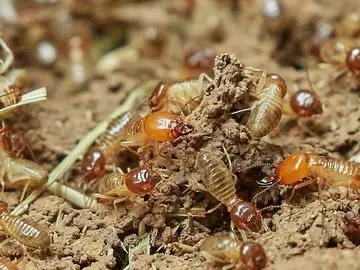 Distra Pest Anti Rayap