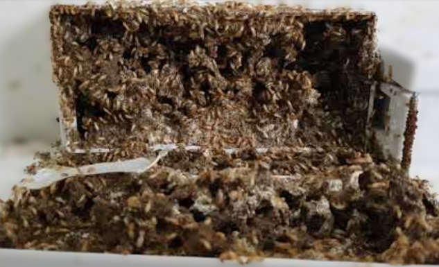 Pasang Umpan Anti rayap