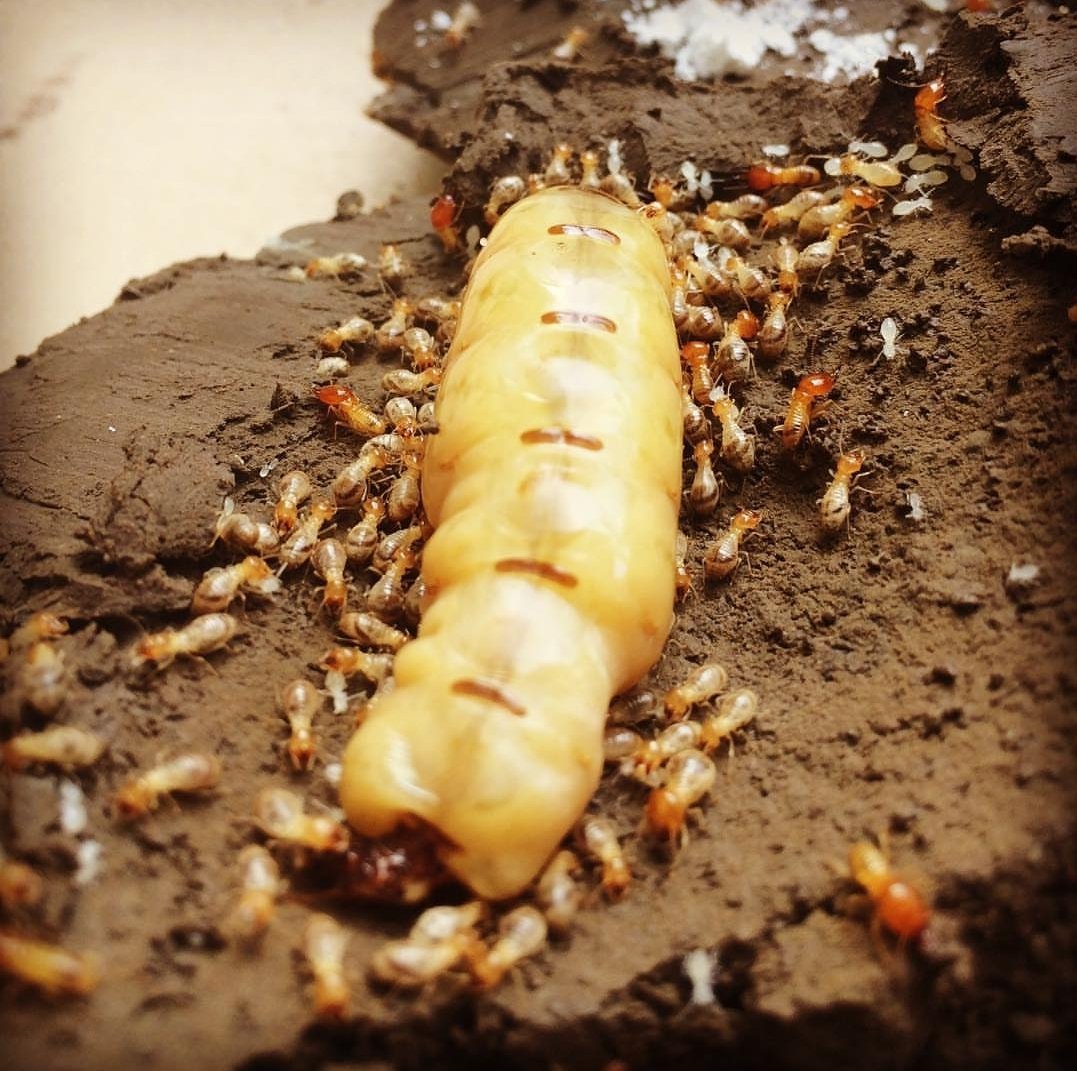 Jasa Anti Rayap Jakarta