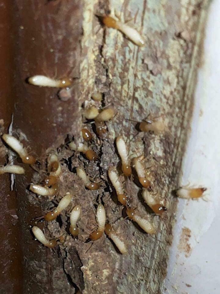 Jasa Anti Rayap Murah Terbaik