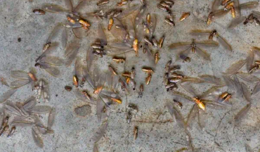 Distra Pest Control Jasa Anti Rayap Terbaik